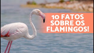 10 CURIOSIDADES sobre os FLAMINGOS que vao te surpreender