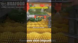 High-Efficiency Mango Washing and Air-Drying Processing Line