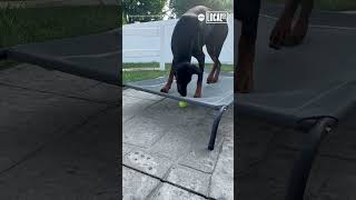 Dog confused by obstacle during fetch