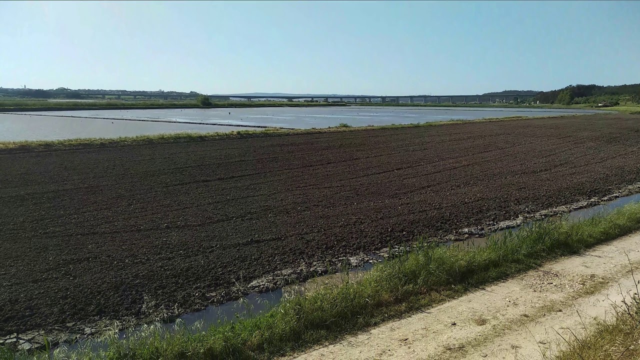 patos voando 04mai19