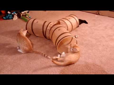 Kittens New Tunnel! (Prosper Pet Cat Tunnel from Amazon)