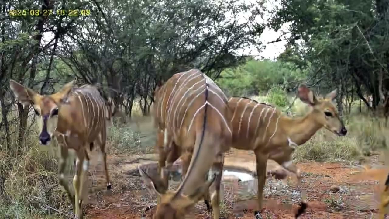 Nyalas in the garden, I lost count of how many.