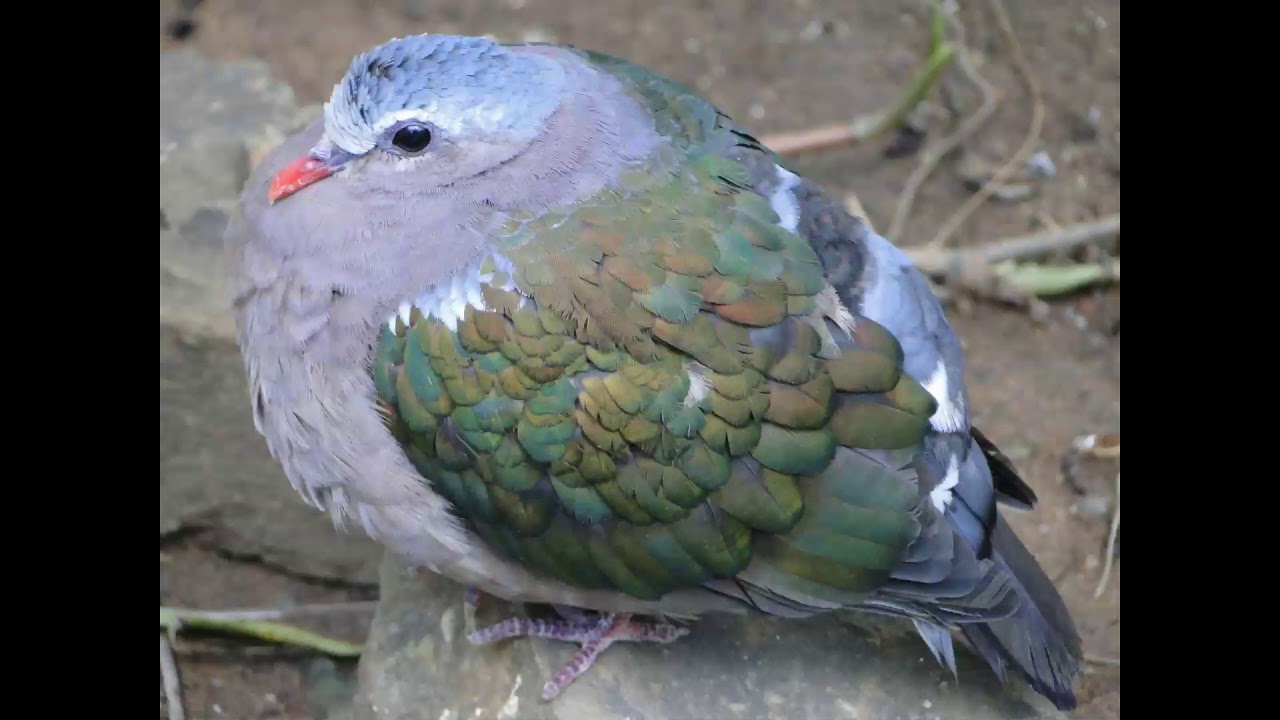 South Africa/Durban/Umgeni River Bird Park ( November 2018)