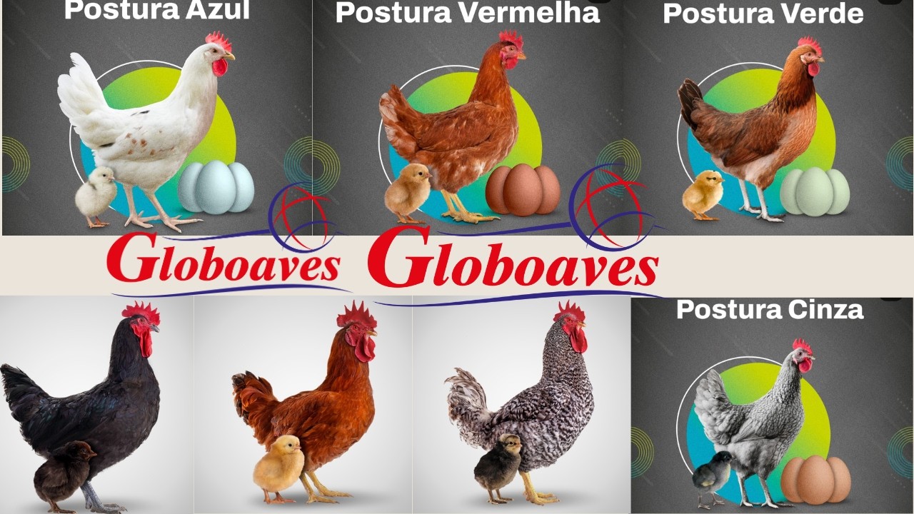 ✅CONTATOS da GLOBOAVES dos DISTRIBUIDORES de PINTINHOS no Brasil🐥🐤