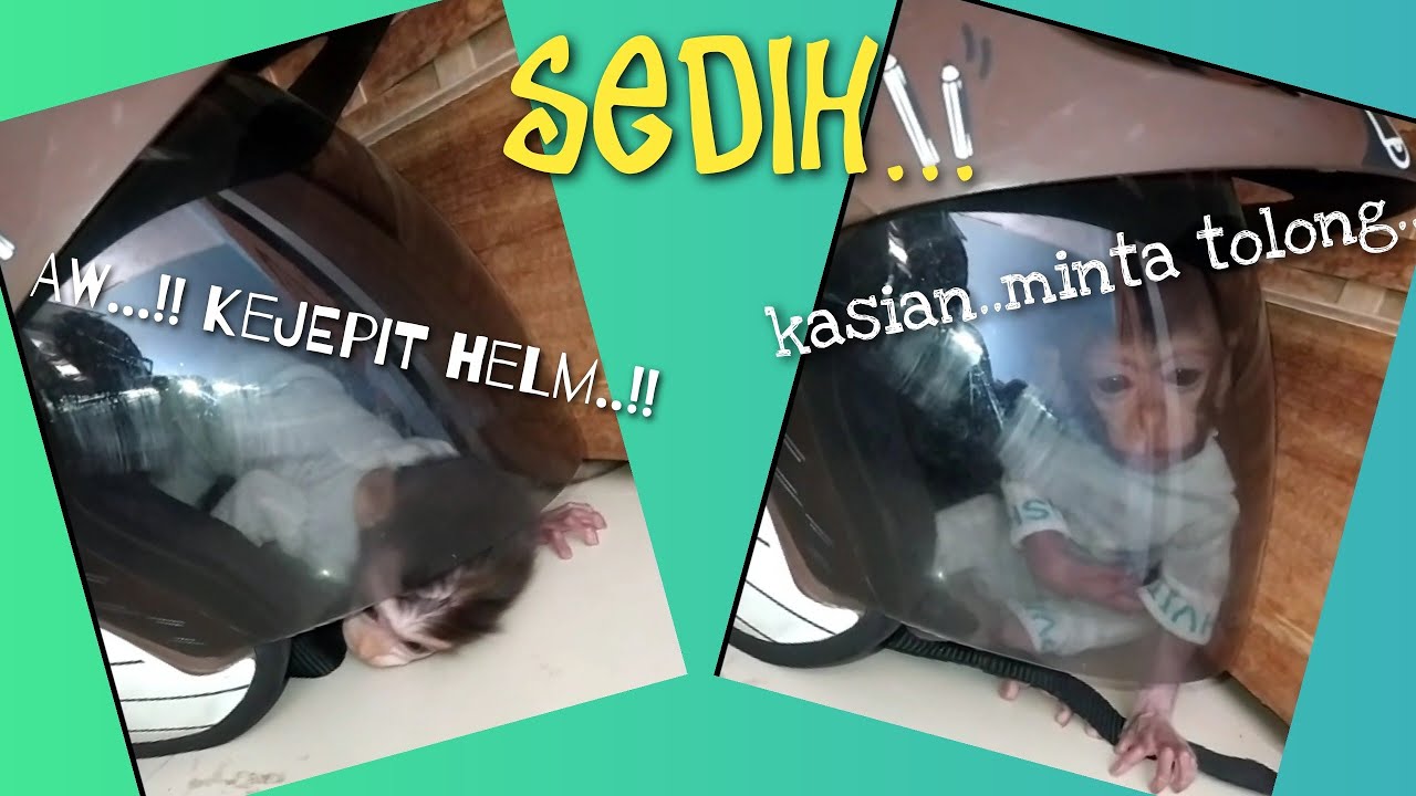 bayi monyet kasian keperangkap helm..!!nangis donk..!