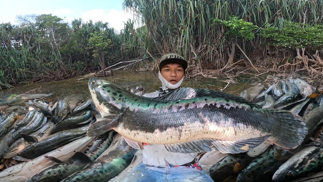 PANEN RAYA..! RAWA TUA PEDALAMAN BUKAN REZEKI KAMI