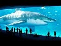 Top 10 biggest sharks in the world