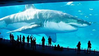 TOP 10 BIGGEST SHARKS IN THE WORLD