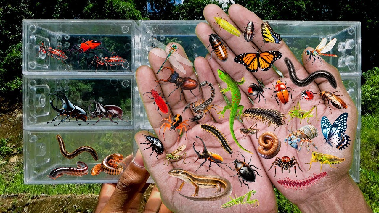 searched for insects in the garden  got Assassin Bug, Cricket, Cockroach, Grasshopper, Dragonfly