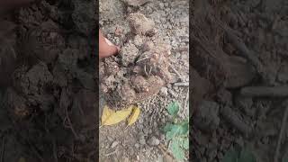 video aur song dispatch #aman #villagelife #nature #desiviilagelifetstyle