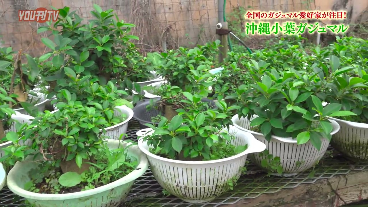 全国のガジュマル愛好家が注目！「沖縄小葉(こば)ガジュマル」2025年12