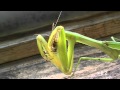 huge mantis eat two bees at one time