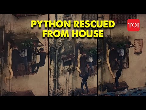 Huge Python Found Inside Thane House, Volunteers Rescue Reptile After Great Effort