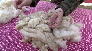 Transformed wool industry still thrives in New England