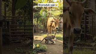 Diseruduk sapi iseng #funny #comedy