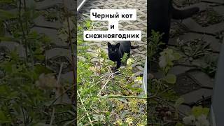 Черное и белое #кот #котики #кошки #сад #растения