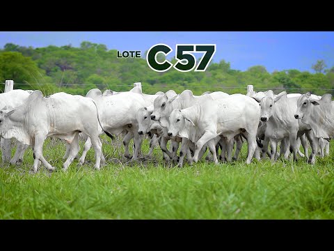 LOTE C57