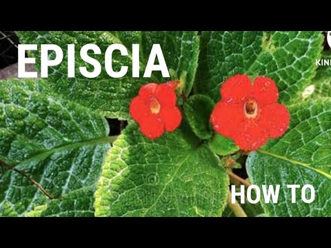فيديو: Episcia Flame Violet Houseplants - كيفية زراعة نبات بنفسجي لهب
