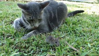 Cat hanging out with a mouse Season4 Episode2 by Mia Snow 196 views 7 years ago 11 minutes, 57 seconds