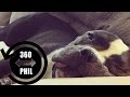 PITBULL BELLY RUB - 360 Video