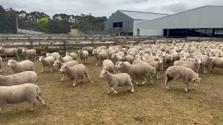 Boonerah  300 x 3 Future Breeder Ewe Lambs