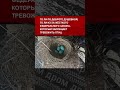Дилер Ford не смог выдать купленный пикап клиенту из-за маленьких птичек зарянок