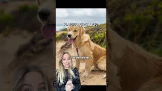 Noen Ting Kan Gjøre Hunden Mer Utrygg Uten At Vi Tenker Over Det.