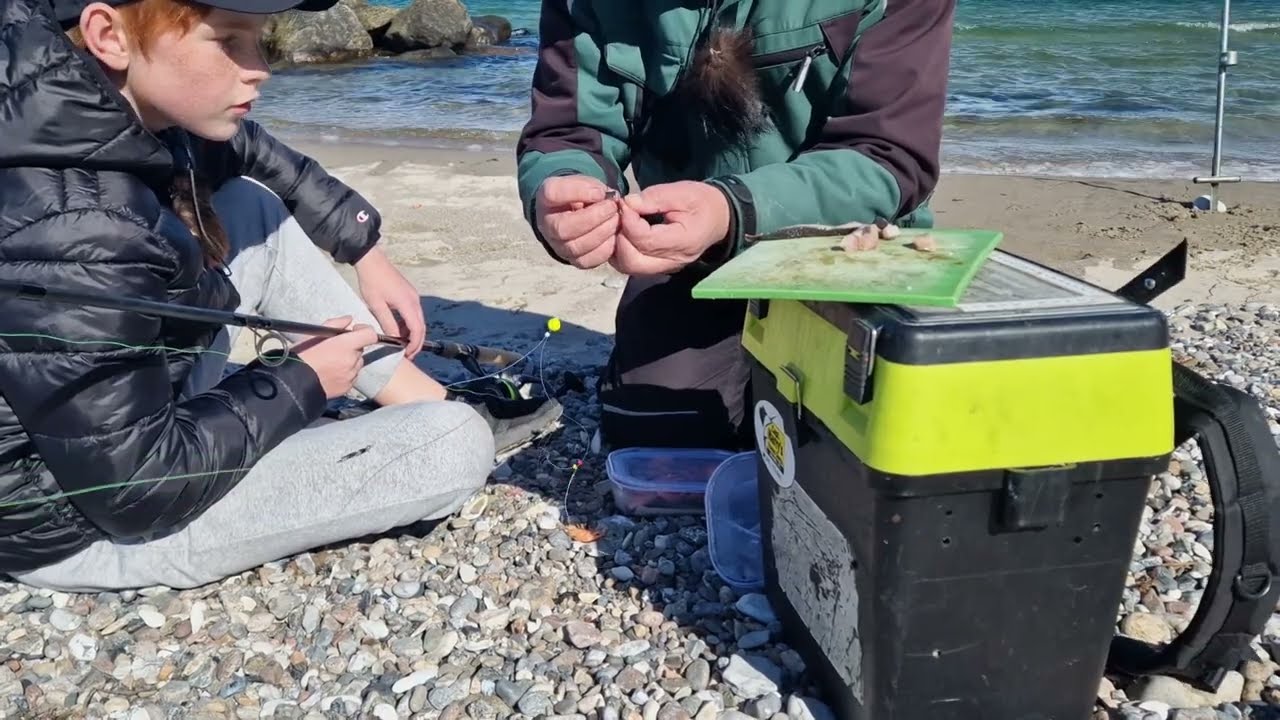 Anden video om fladfisk. Morfar viser Gustav, hvordan han kan bruge sild og rejer