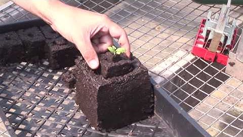 Using Soil Block Makers to Start Seeds