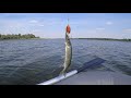 Щука и окунь на вертушки и кружки. Рыбалка Август 2020. Pike and Perch Fishing.