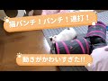 保護猫ちびまる　ねこパンチ！パンチ！連打！！動きがかわいすぎた🐱