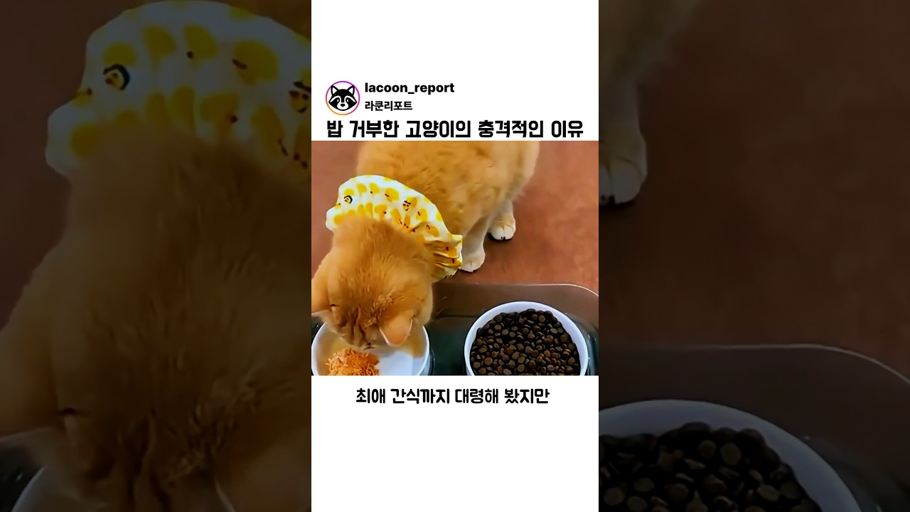 밥 거부한 고양이의 충격적인 이유