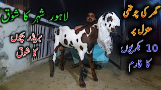 Rooftop Goat Farming Setup In Lahore || Goat Farming Business