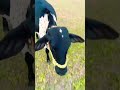 ## व्यवसाय 💪🏻💪🏻💪🏻☠️☠️🐯🐯👑🐄.          #cowlover #mendhipalan #viralvideo