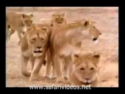 Lion Killed to Zebra, Buffalo and Attack Hyena (Safari Videos) www.safarivideos.net.