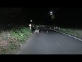 イノシシ親子🐗