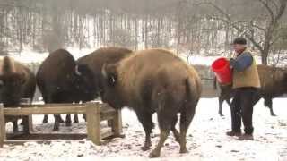 The Bison Whisperer - Documentary
