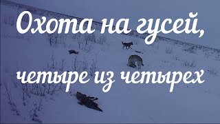 Охота на гусей, весна 2018, пять минут в скрадке. Охота на гусей, весна 2018, пять минут в скрадке.