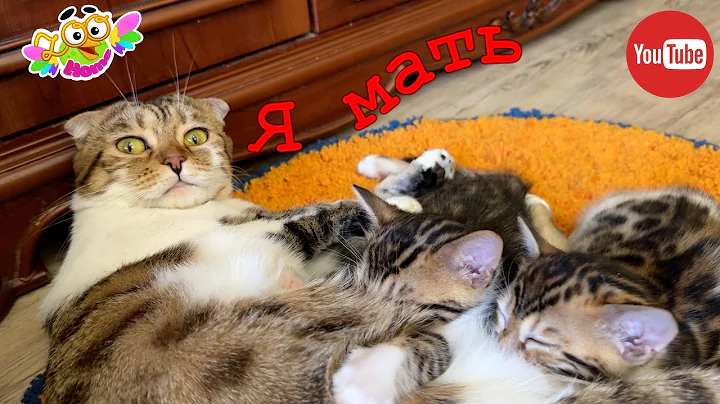 Watch the video about The cat came to the dog to show that she is also a good mother.