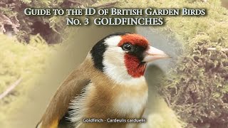 GOLDFINCHES – Guide to the ID of British Garden Birds N0.3