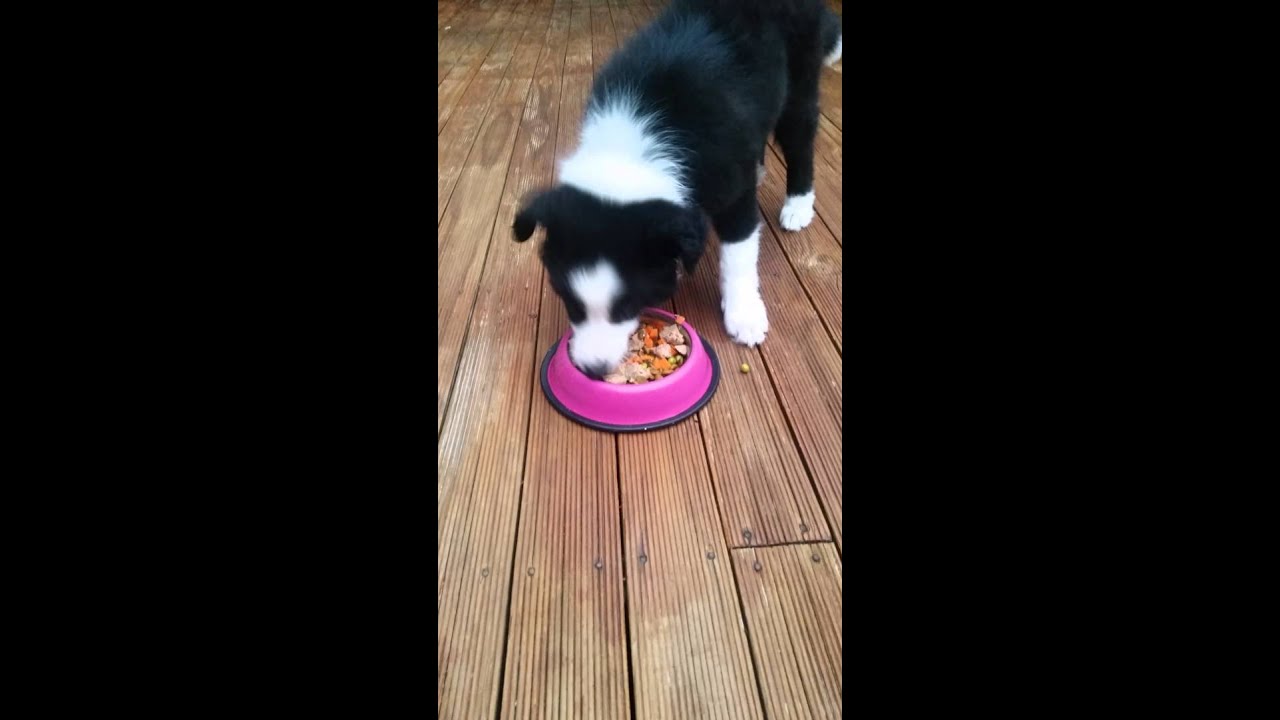 Puppy Feeding Frenzy!! Fastest Eater Alive - YouTube