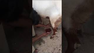 Mastitis in goat/blood in milkdd ramawat