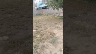 SAVE environment SAVE BIRDS, plants trees