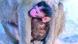 Newborn Baby Monkey... Has a Pink Face Lovely #22