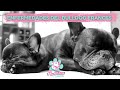 Bulldog francés: enfermedades y características