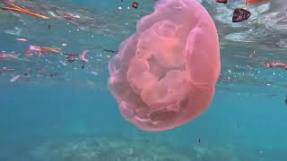 Raja Ampat, Mansuar Island (West Papua, Indonesia), December 2022.