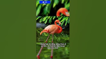 🦩 “Hồng Hạc – Vũ Công Thanh Lịch Giữa Thiên Nhiên”.#dongvat #animals #shorts #khampha #facts