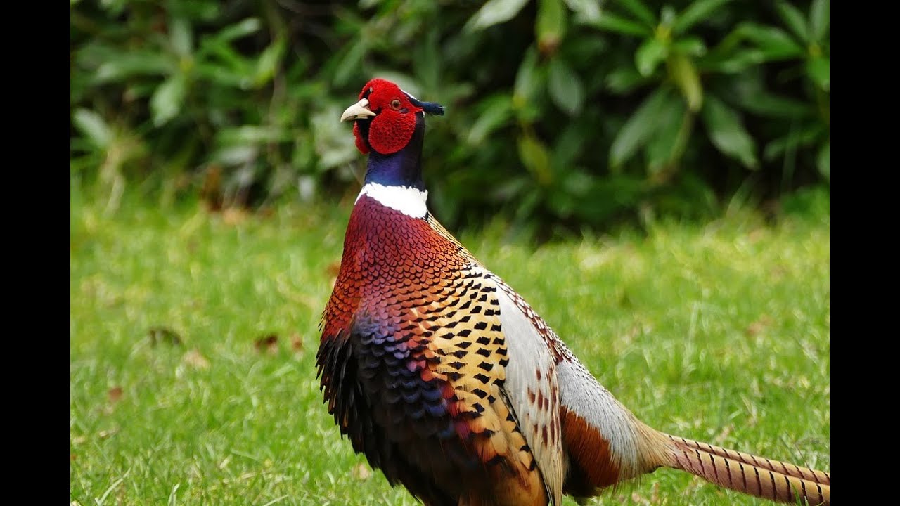 Pheasants | Faisanes | Faisans | Relaxing nature visuals perfect to beat stress, anxiety 