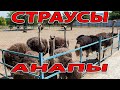 Страусиная Ферма #Анапа - БУРГЕР ИЗ СТРАУСА - И ЯИЧНИЦА