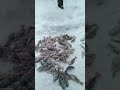 Часть 6. Рыбалка по омутам ищем рыбу.
